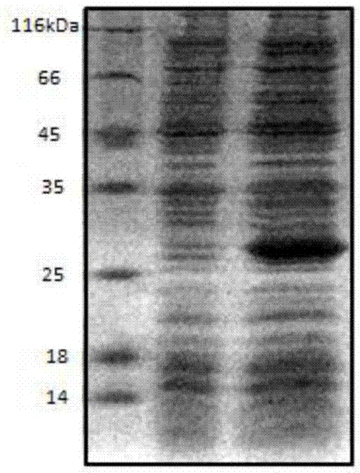 Shell nacre-like recombinant protein CSCa and method for regulating and preparing calcium carbonate by using same