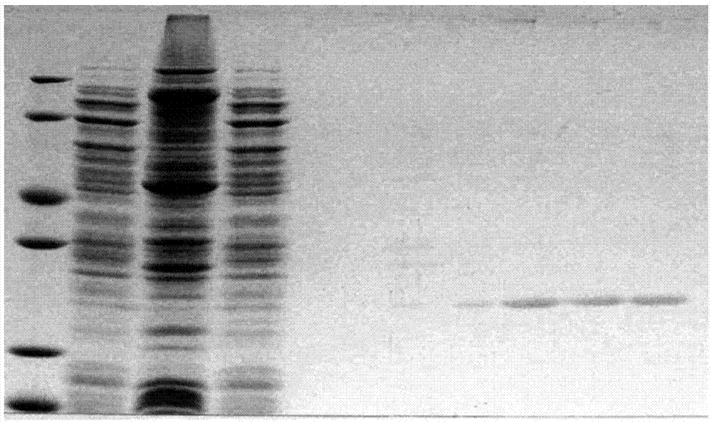 Shell nacre-like recombinant protein CSCa and method for regulating and preparing calcium carbonate by using same