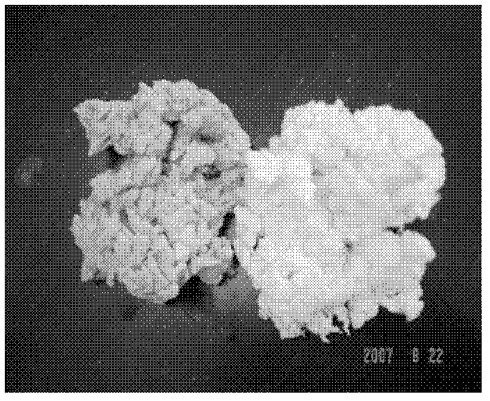 Electrocatalysis oxidation pulping method for purified cotton and production system equipment