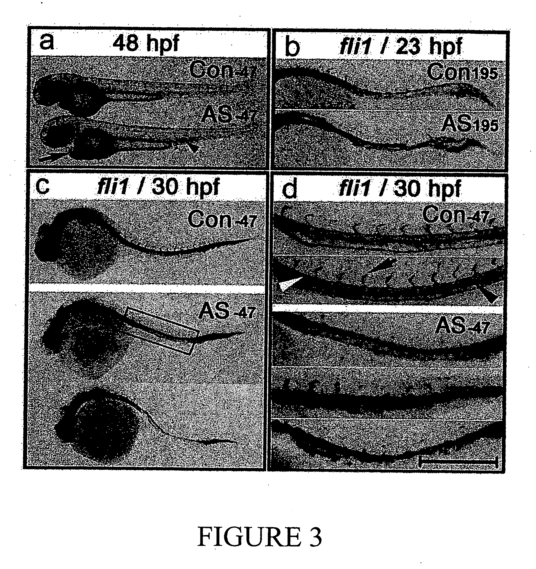 Compositions and methods for modulating vascular development