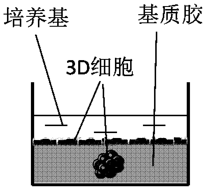 Virus culture method