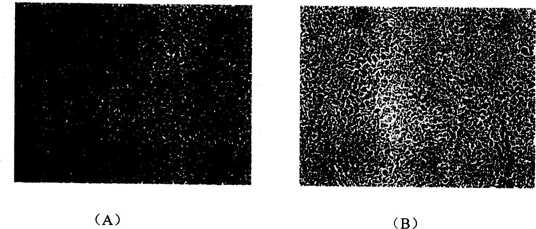 Lefteye flounder lymph tumour virus toxic strain, its preparation method and application