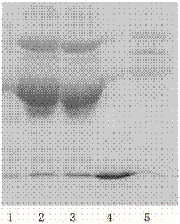 Method for preparing egg white lysozyme and active protein by adopting coseparation