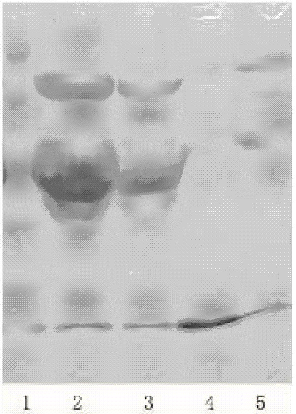 Method for preparing egg white lysozyme and active protein by adopting coseparation