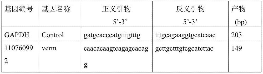 Method for detecting output of bee milk by bee verm gene