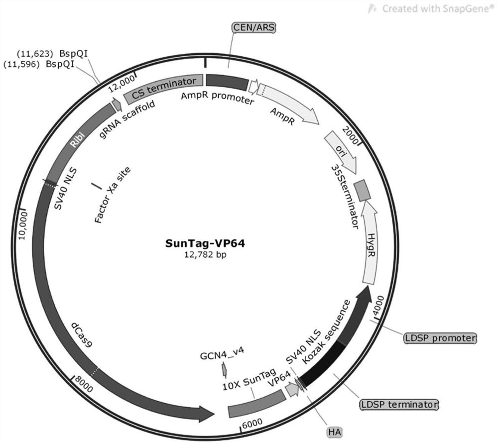 Construction and application of marine nannochloropsis oculata transcriptional activation CRISPRa system