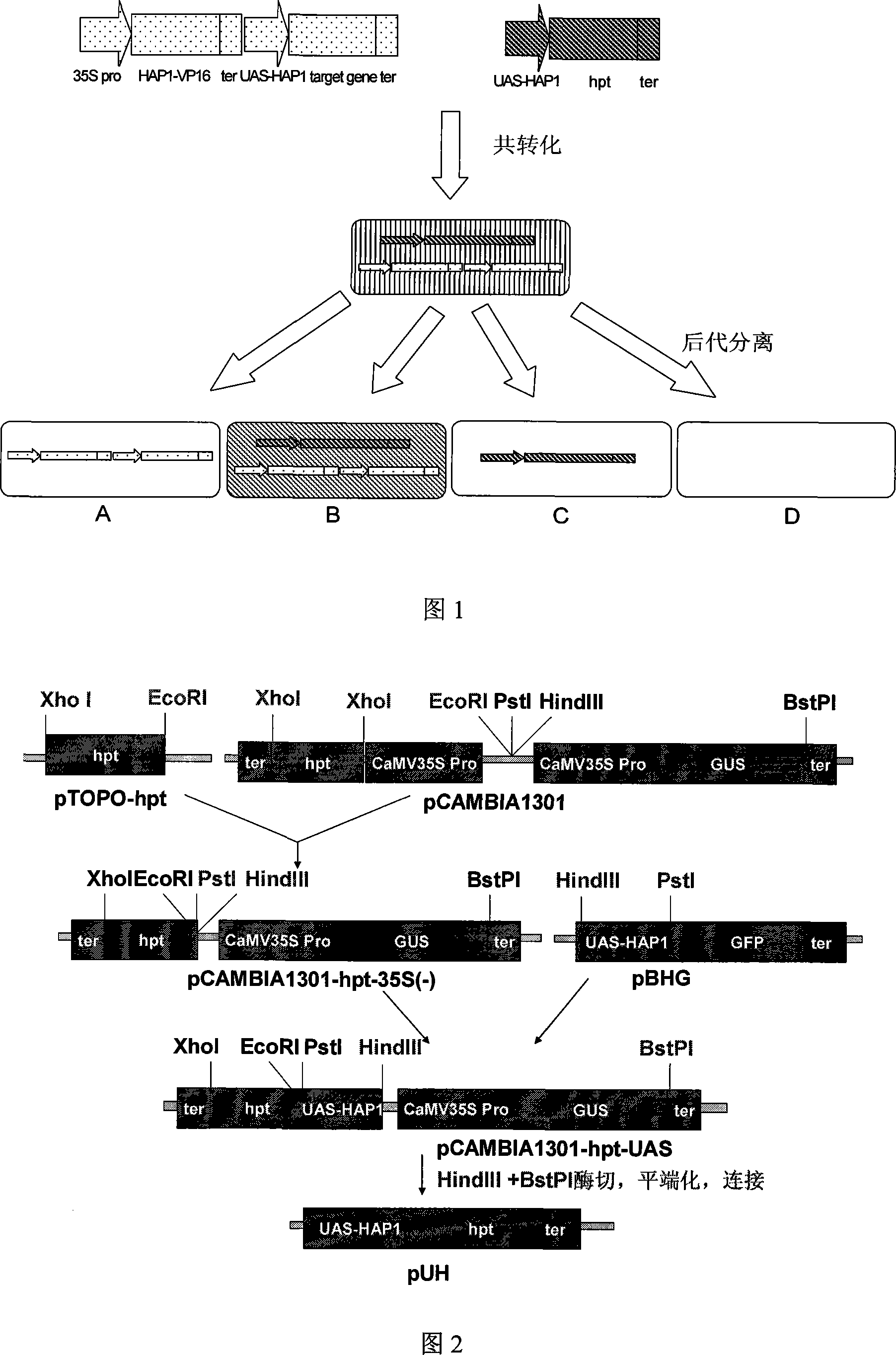 Plant dualistic expression system for rejecting screening marked gene and application thereof