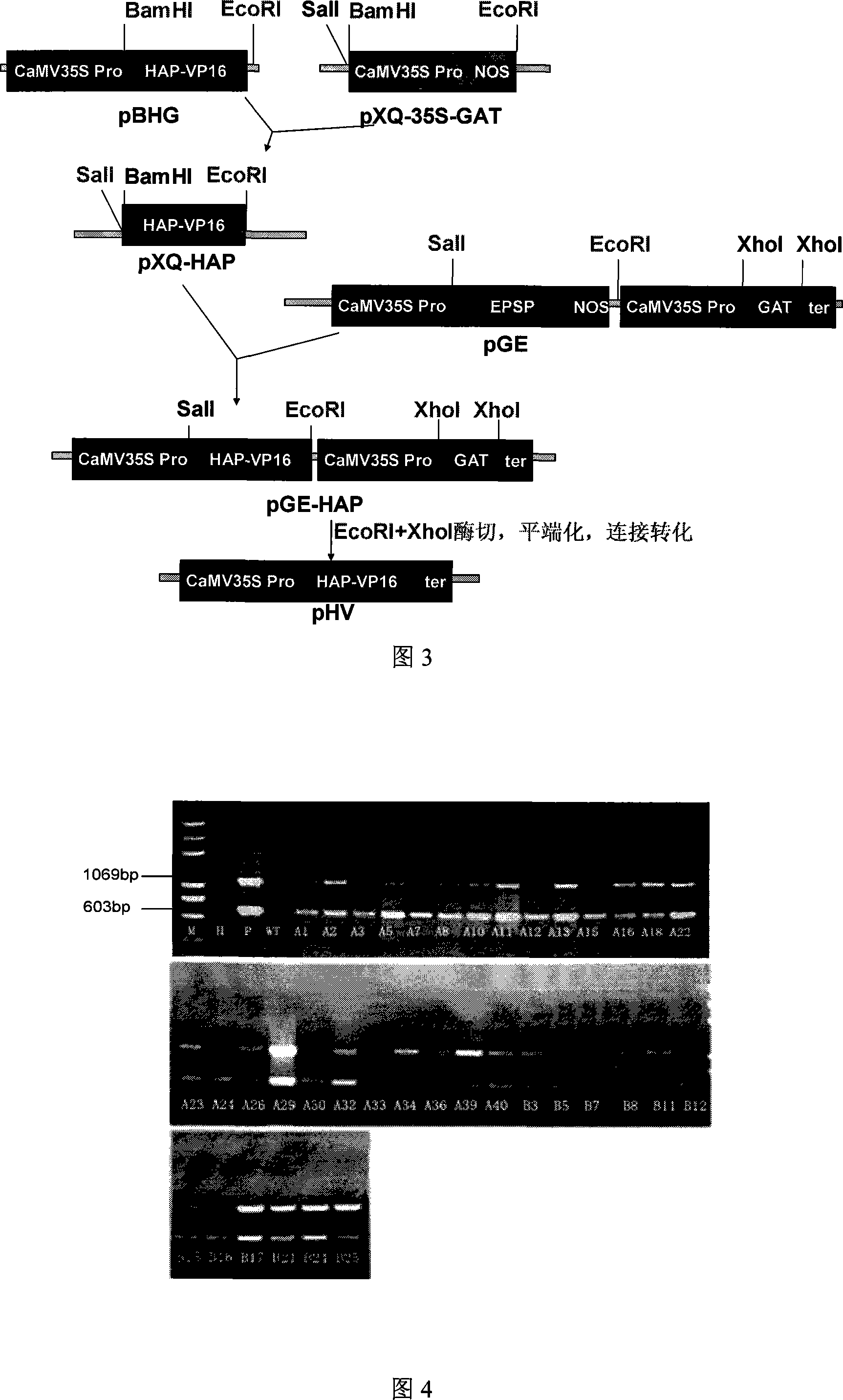 Plant dualistic expression system for rejecting screening marked gene and application thereof