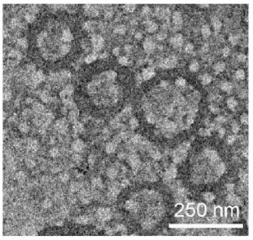 Tumor antigen presentation system and applications of the same in preparation antineoplastic drugs, and immune system activator and antineoplastic composition