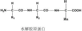 Carboxylated collagen foam stabilizers as well as preparation method and compound modifying method thereof