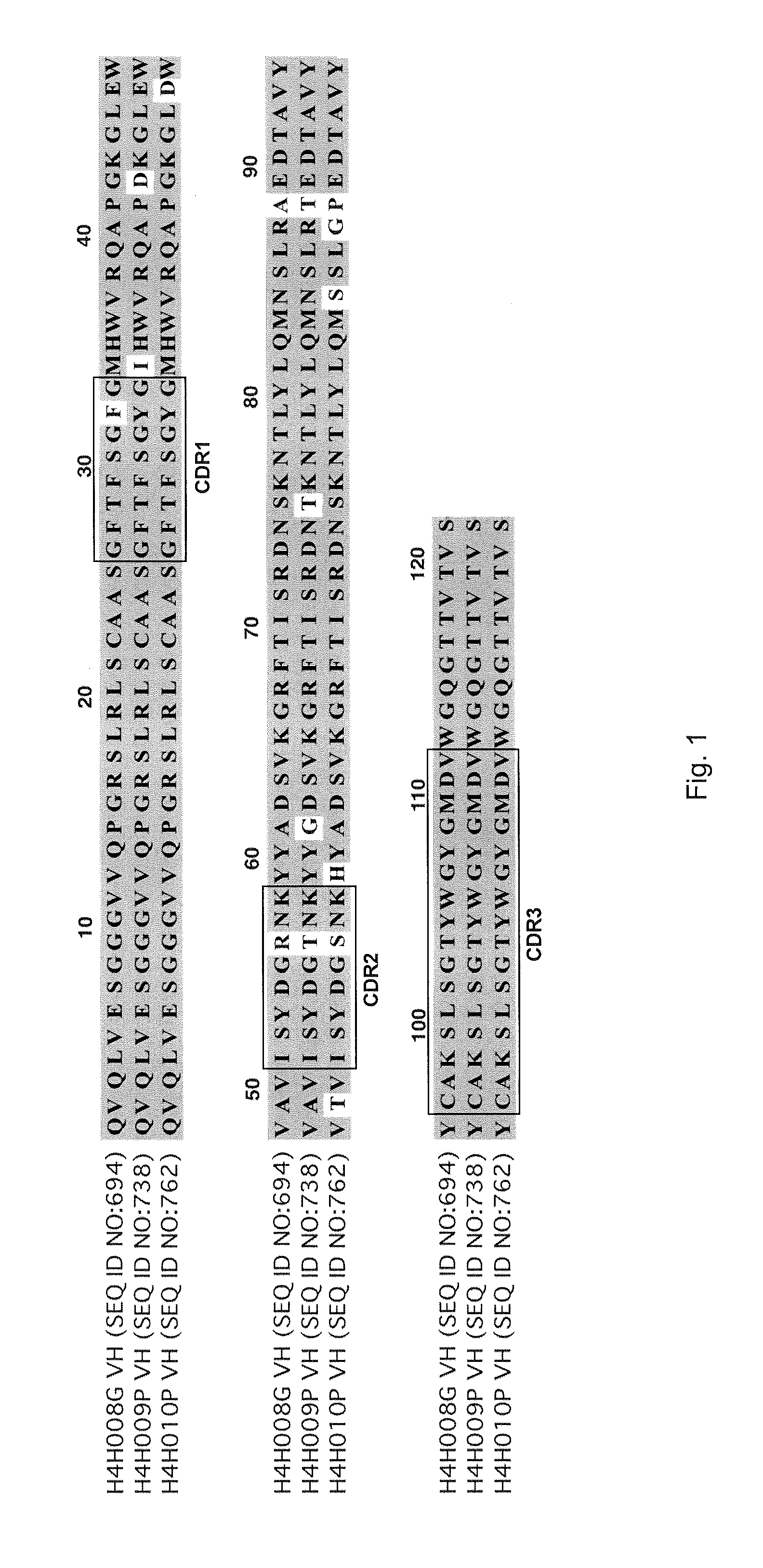 Human antibodies to human rankl