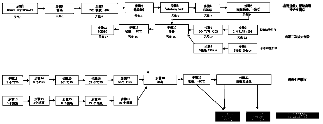 Method for preparing oncolytic virus by using 293 cells