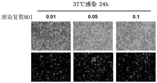 Method for preparing oncolytic virus by using 293 cells