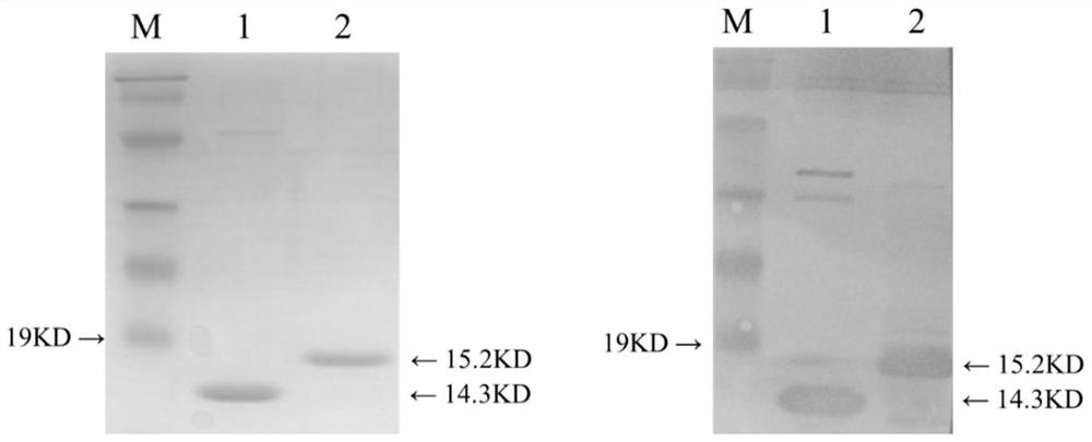 A kind of recombinant bacteria expressing sef14 functional pili and its application