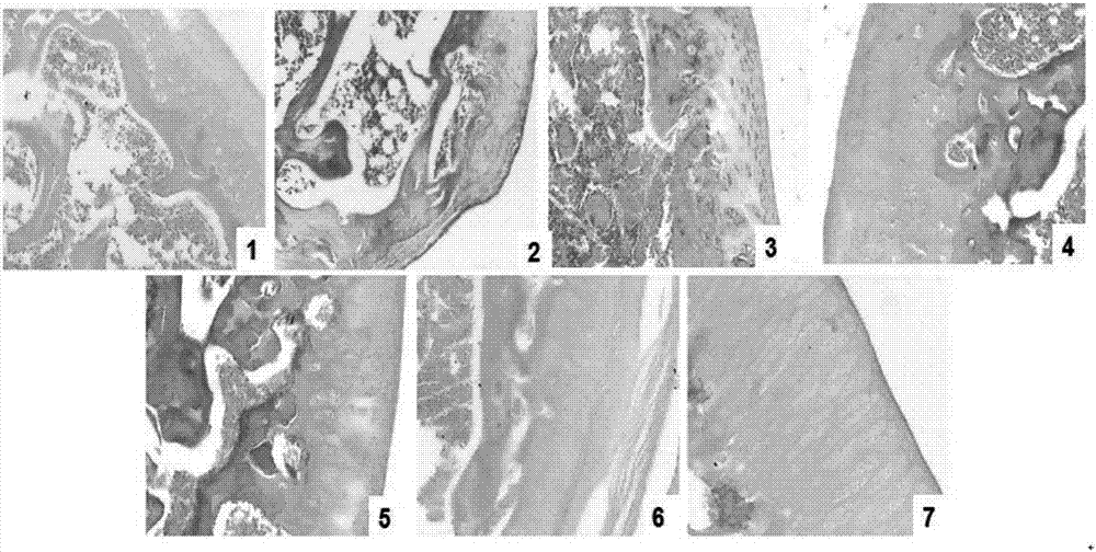 Traditional Chinese medicine preparation for treating osteoarthritis