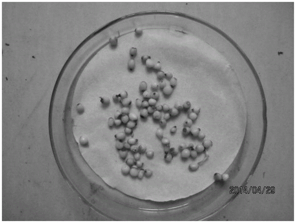 A kind of method of dianthus dianthus seed germination