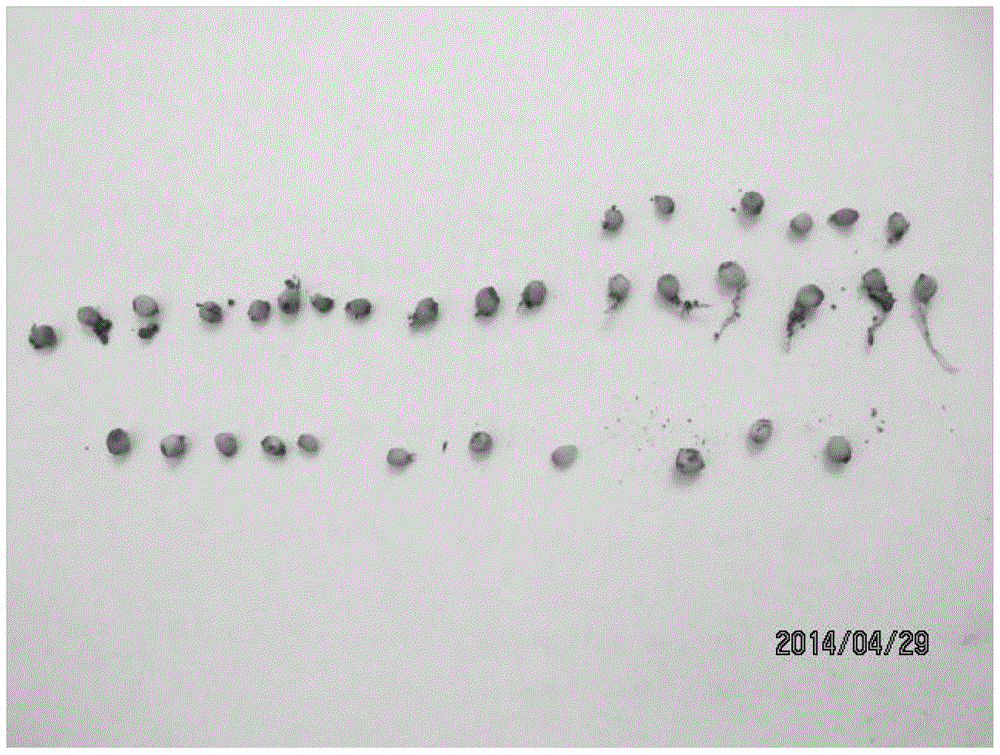 A kind of method of dianthus dianthus seed germination