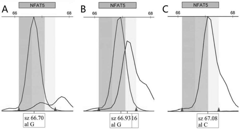 NFAT5 gene molecular marker related to goat growth traits and application of NFAT5 gene molecular marker