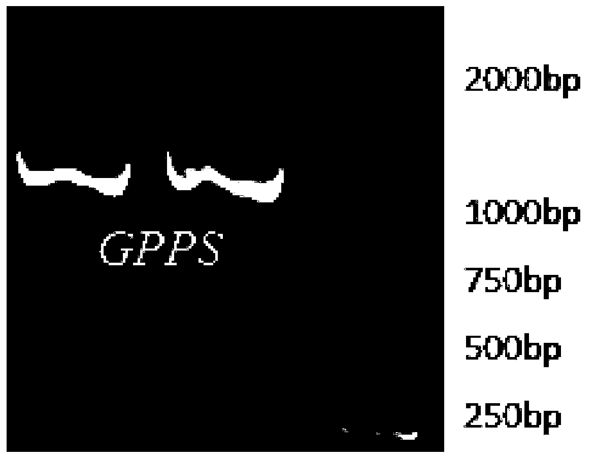 Geranyl pyrophosphate synthase gene from anoectochilus roxburghii and application of geranyl pyrophosphate synthase gene from anoectochilus roxburghii