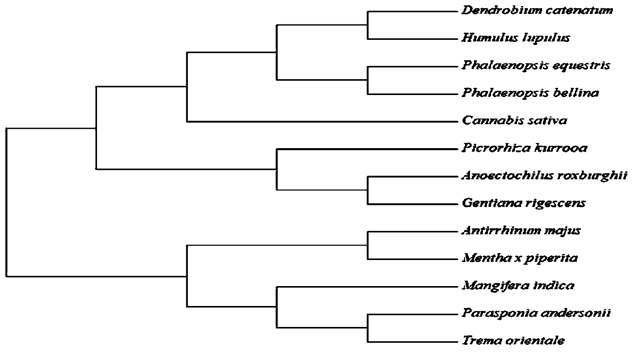 Geranyl pyrophosphate synthase gene from anoectochilus roxburghii and application of geranyl pyrophosphate synthase gene from anoectochilus roxburghii