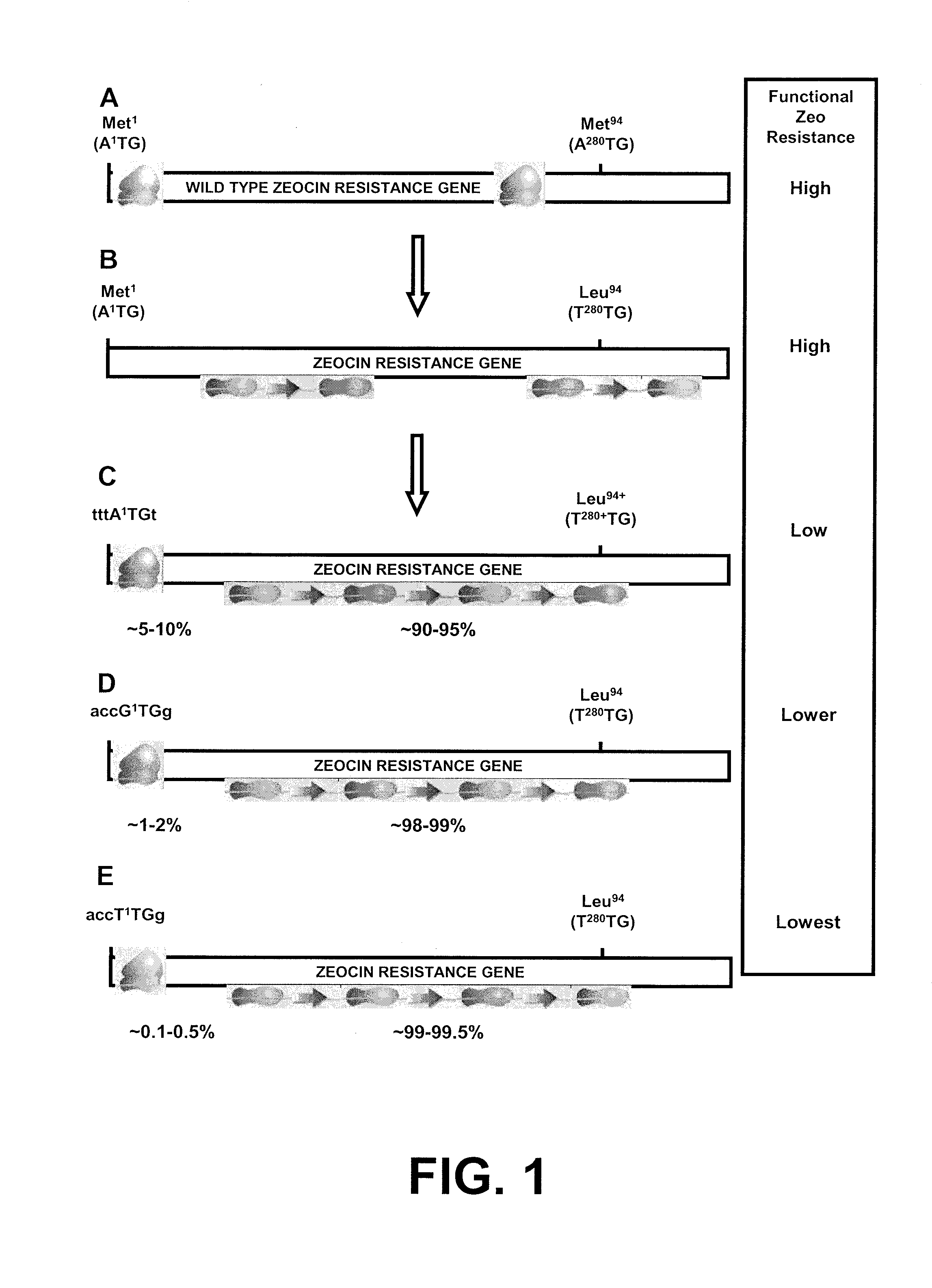 Selection of host cells expressing protein at high levels