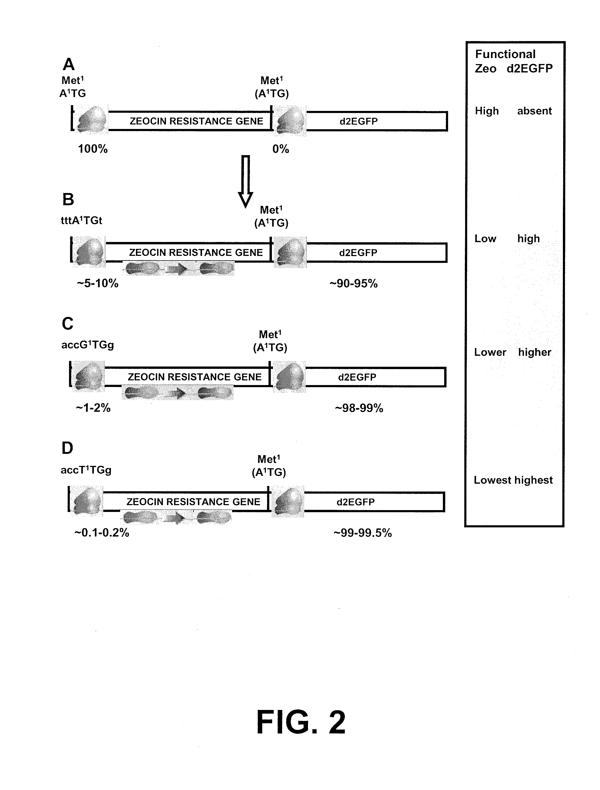 Selection of host cells expressing protein at high levels