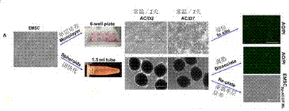 Method for preserving and transporting stem cells under ambient temperature condition, and substrate used therein