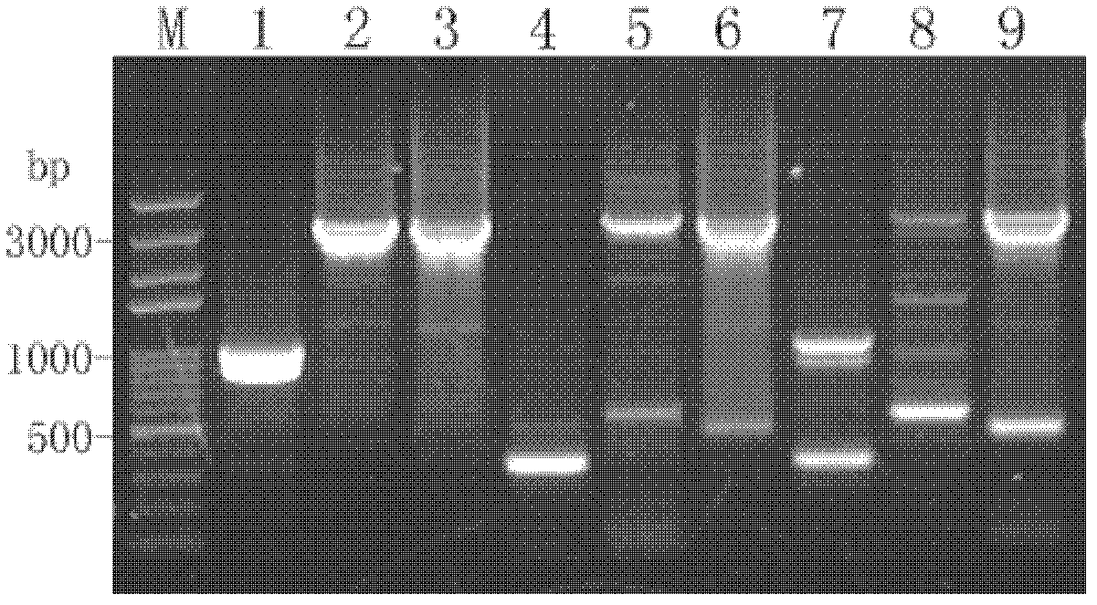 Flanking sequence of exogenous insert vector for transgenic rice and application of flanking sequence