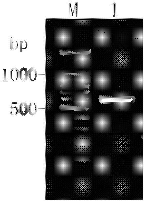 Flanking sequence of exogenous insert vector for transgenic rice and application of flanking sequence