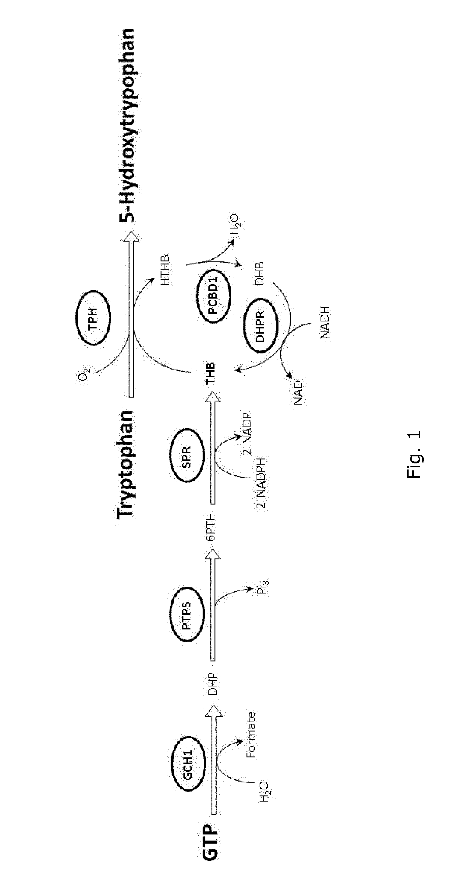 Microorganisms for the production of 5-hydroxytryptophan