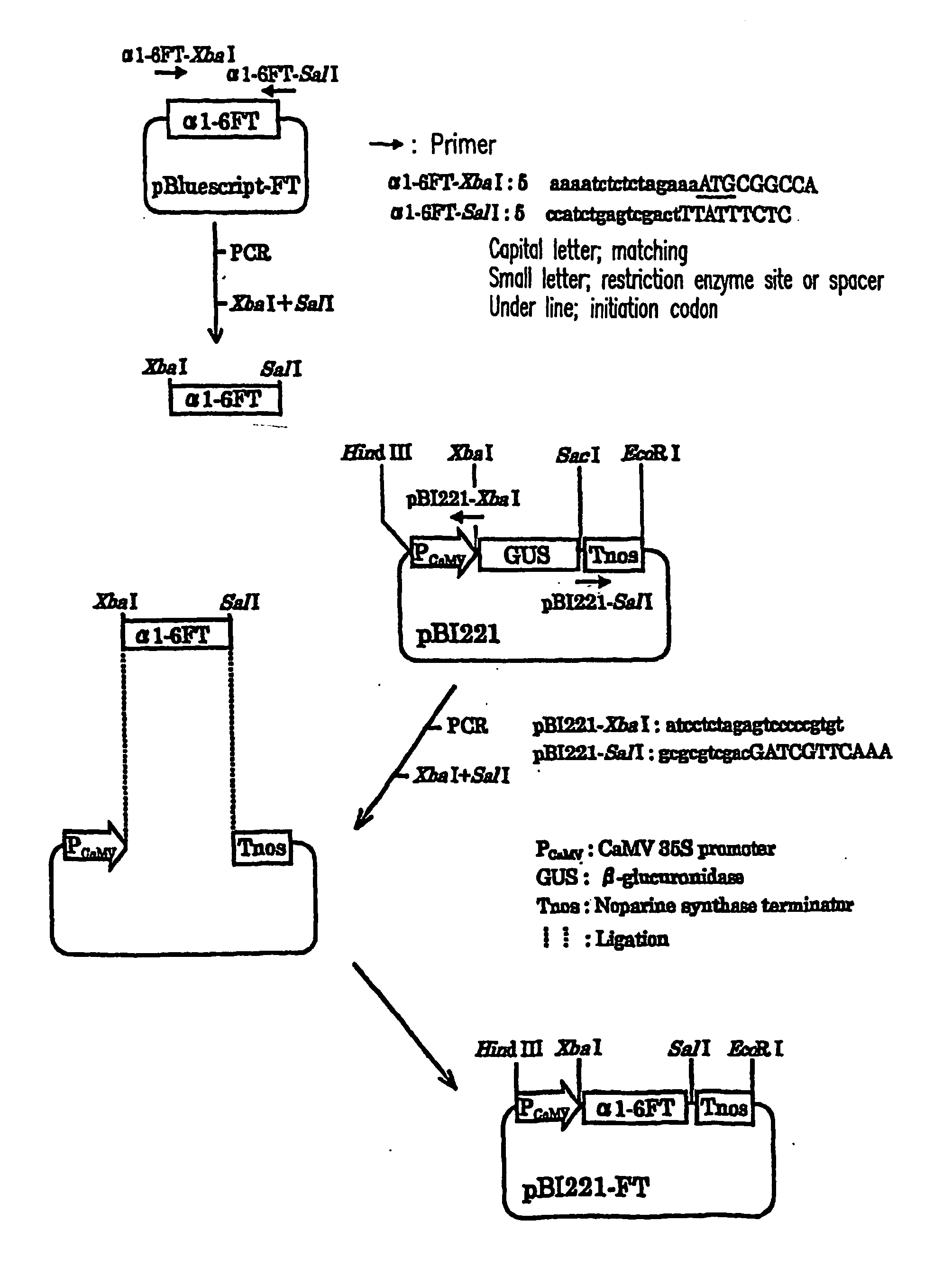 Plant cell having animal-type sugar chain adding function