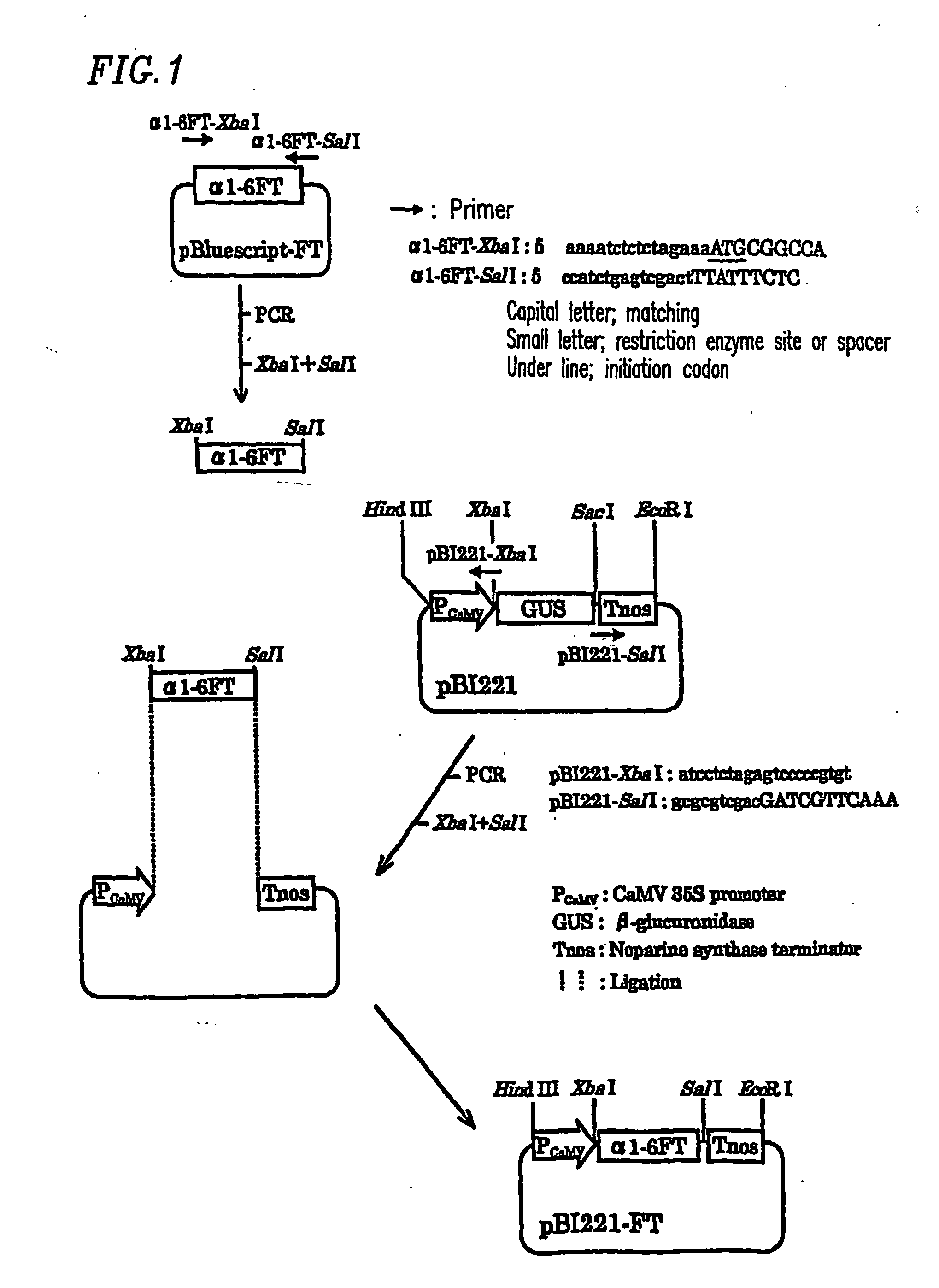 Plant cell having animal-type sugar chain adding function