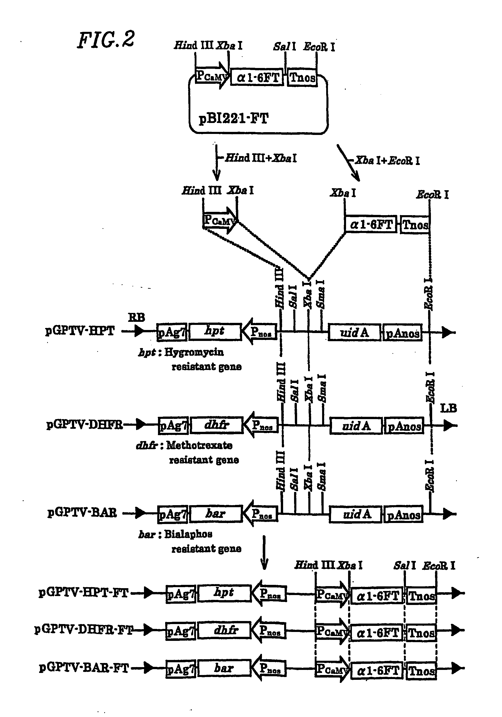 Plant cell having animal-type sugar chain adding function