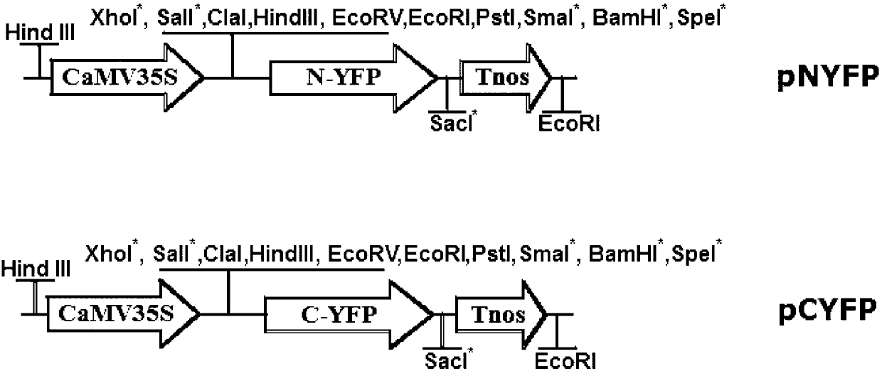 Plant flavonoid synthesis regulation gene and its application