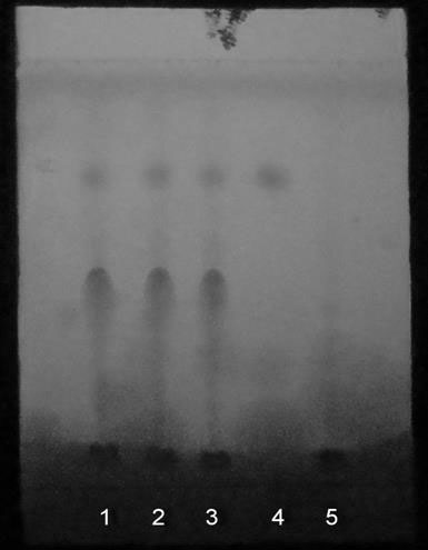 Thin-layer chromatography identification method of Danwei Kang capsule