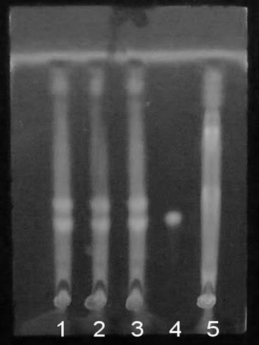 Thin-layer chromatography identification method of Danwei Kang capsule