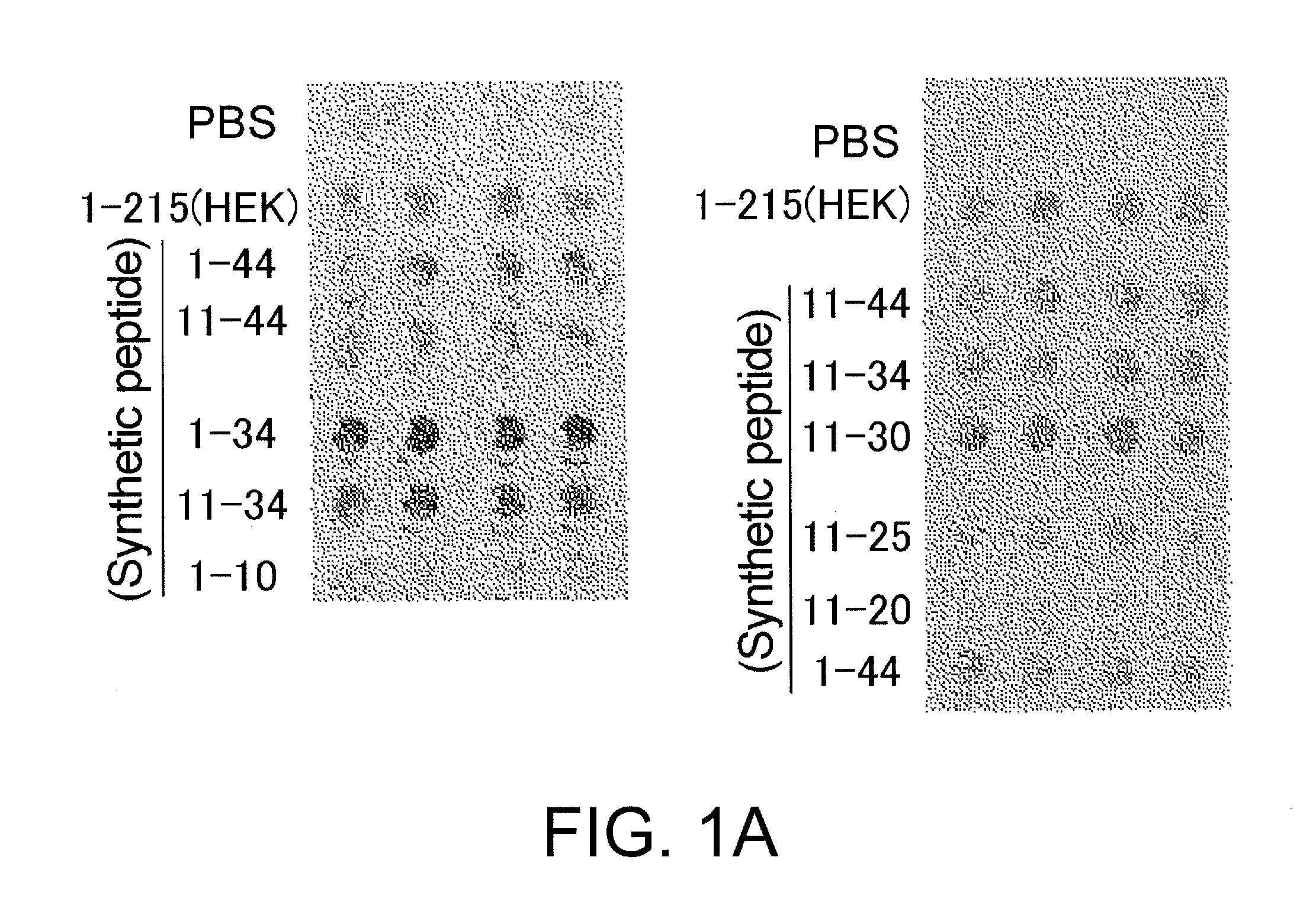 Novel Method for Treating Spinal Cord Injury Using HMGB1 Fragment