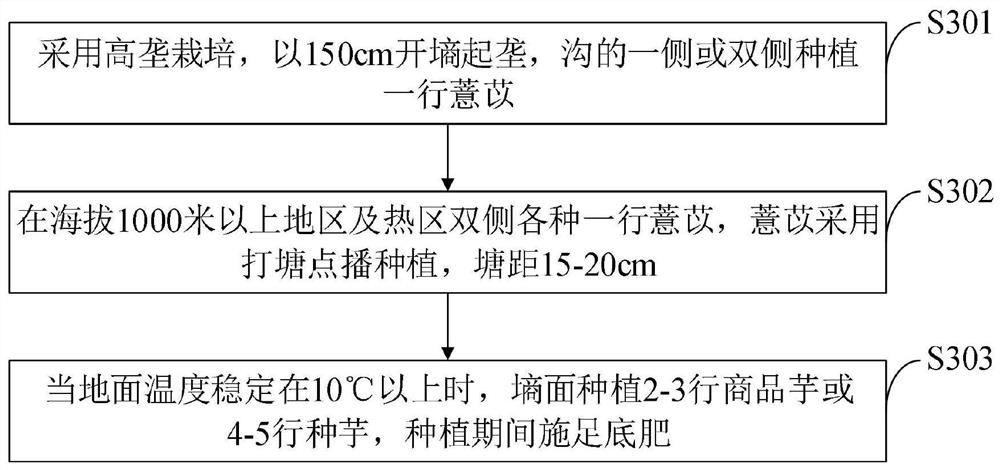 Cultivation method for intercropping konjak and coix lacryma-jobi