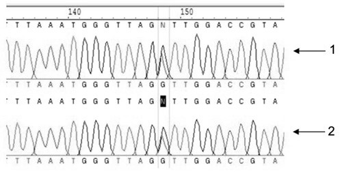 A molecular marker c104 resistant to Vibrio parahaemolyticus of Portunus trituratus and its application