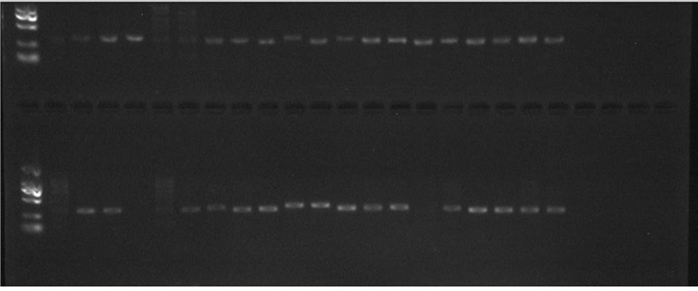 A molecular marker c104 resistant to Vibrio parahaemolyticus of Portunus trituratus and its application