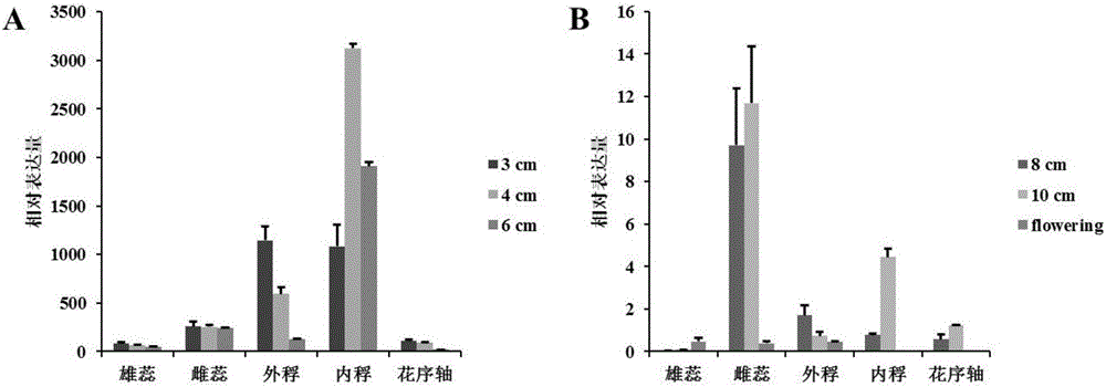 Application of protein and related biological material thereof in increasing plant yield