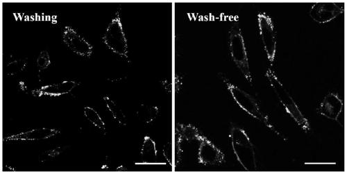 No-clean cell membrane targeting fluorescent probe and preparation method and application thereof