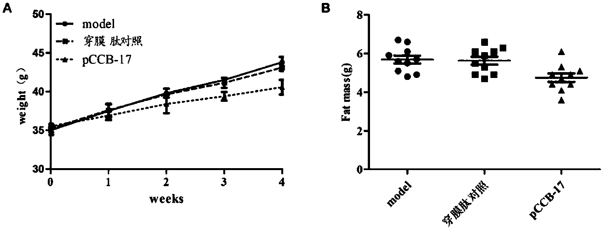 Crtc2/Creb compound blocking polypeptide and derivative medicinal polypeptide and application thereof