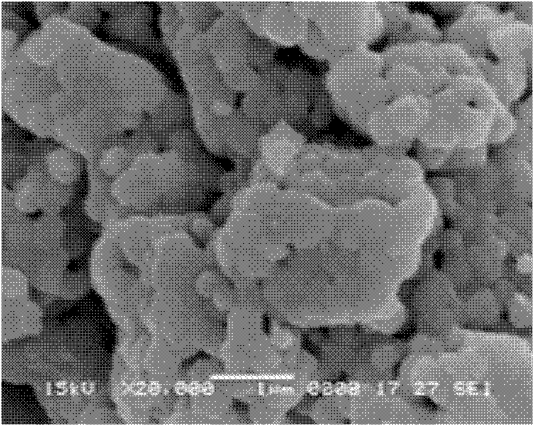 Rare earth doped barium titanate particles and preparation method thereof