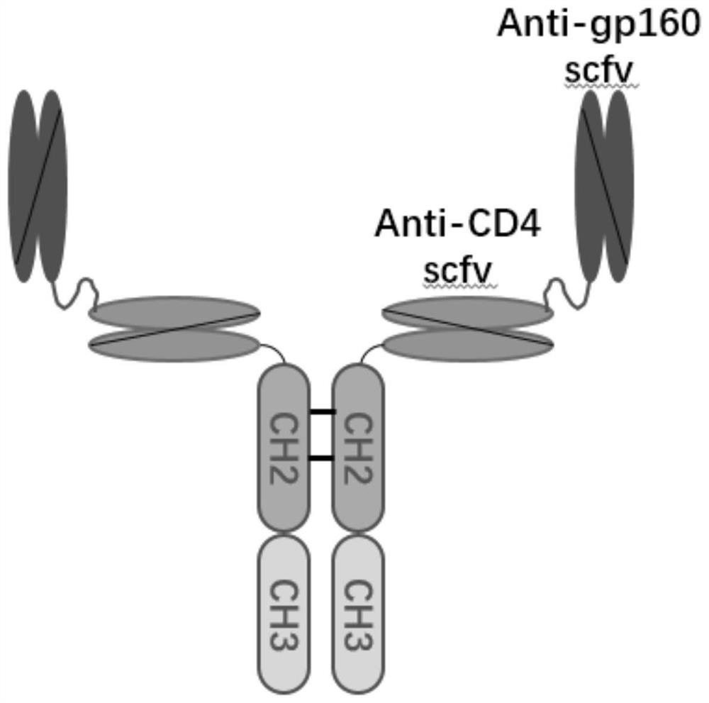 Nucleic acid construct for AIDS gene therapy