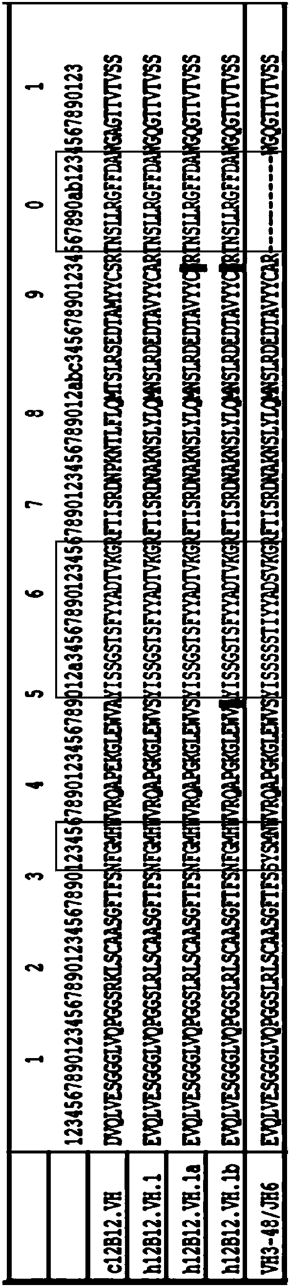 Humanized anti-TPBG antibody, preparation method thereof, conjugate and application thereof