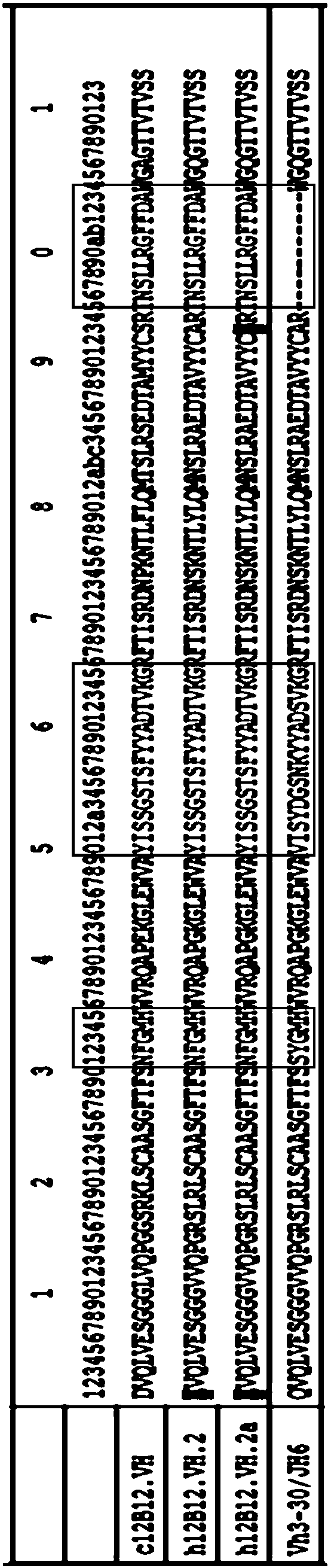 Humanized anti-TPBG antibody, preparation method thereof, conjugate and application thereof