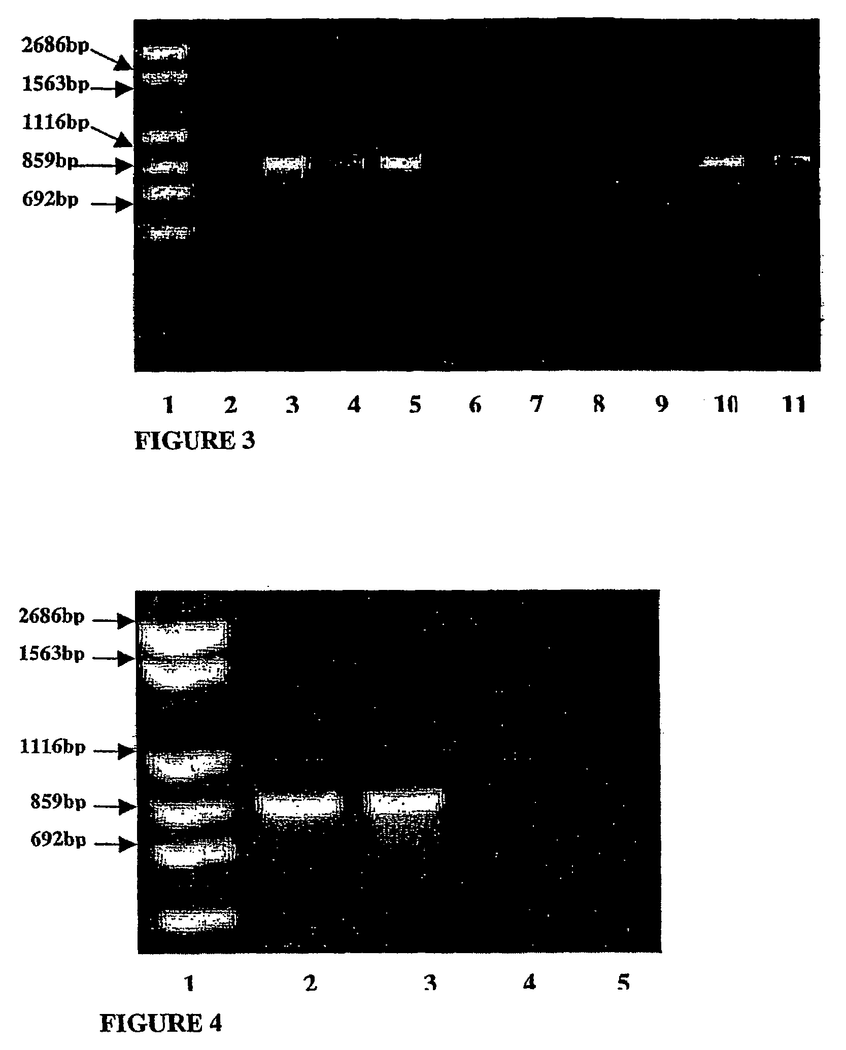 Probiotic propionibacterium