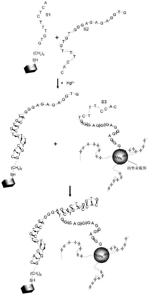 Electrochemical sensor for detection of trace mercury in water body, and preparation method and application thereof