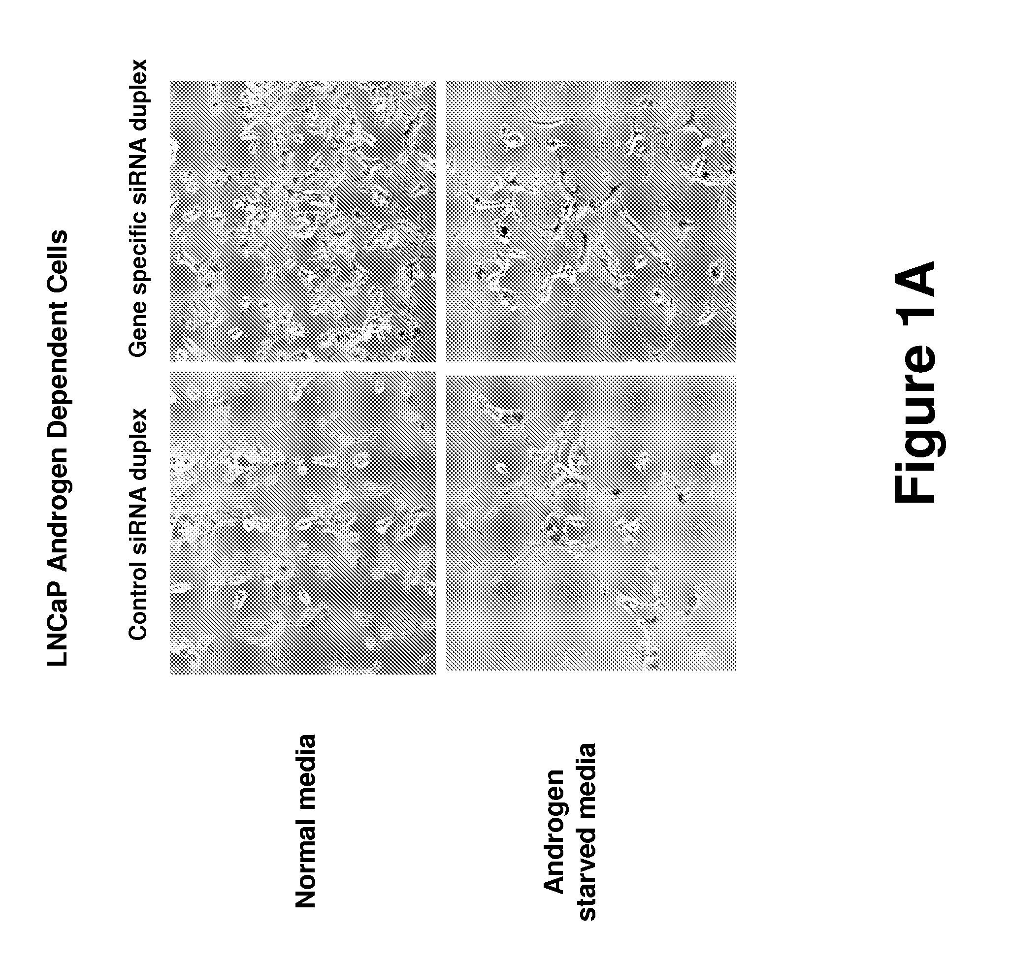 Methods to determine androgen responses in prostate cells